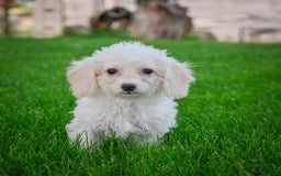 Bichpoo dogs for sale: Betty - Image 10
