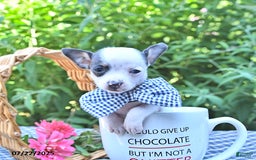 Chihuahua dogs for sale: Boston - Image 4