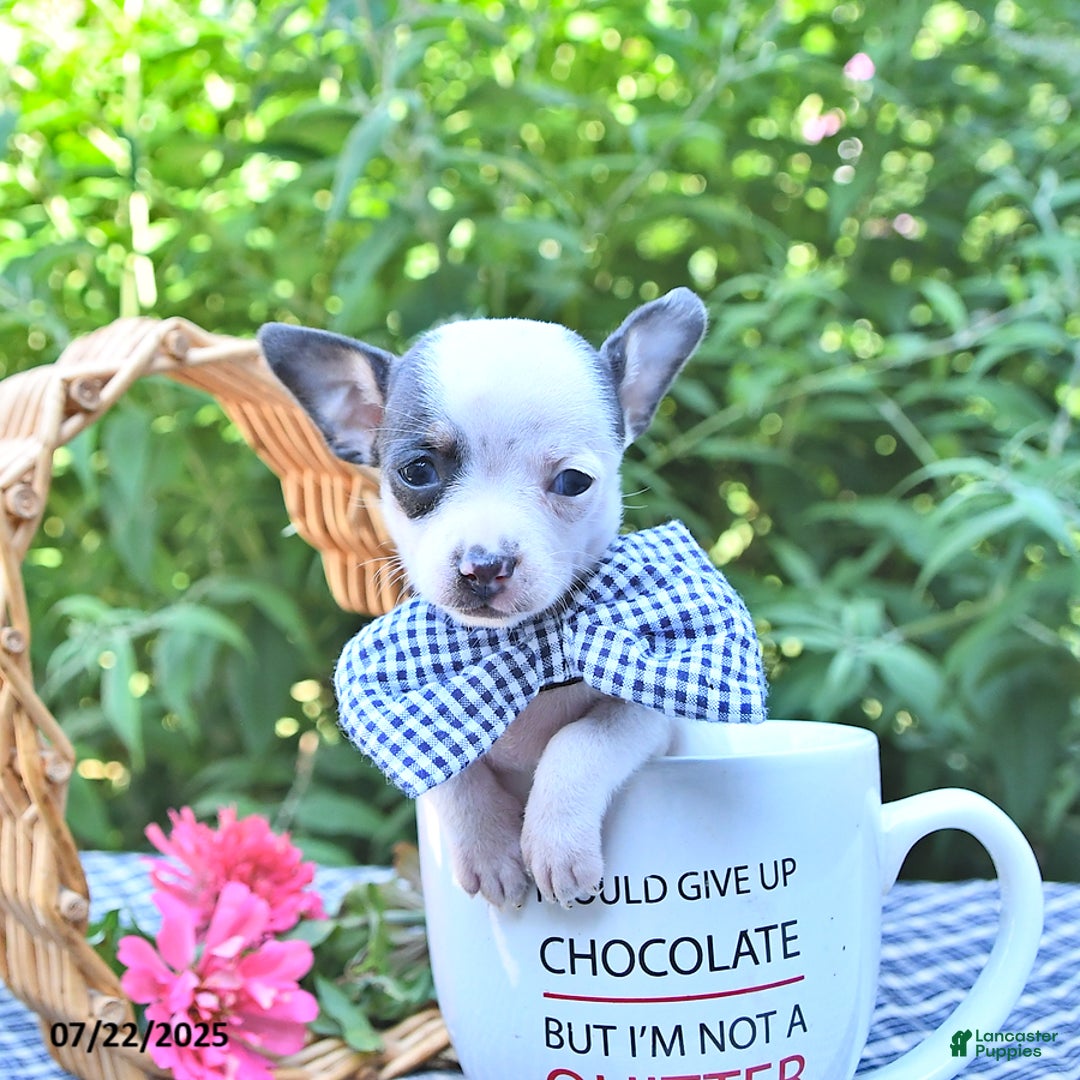 Chihuahua dogs for sale: Boston - Image 4