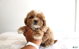 Shihpoo dogs for sale: Linc - Image 2