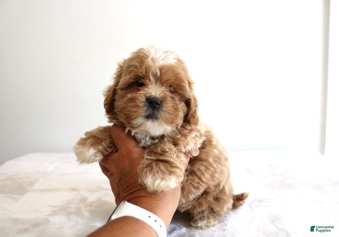 Shihpoo dogs for sale: Linc - Image 2