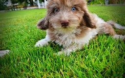 Havapoo dogs for sale: Bambam - Image 11