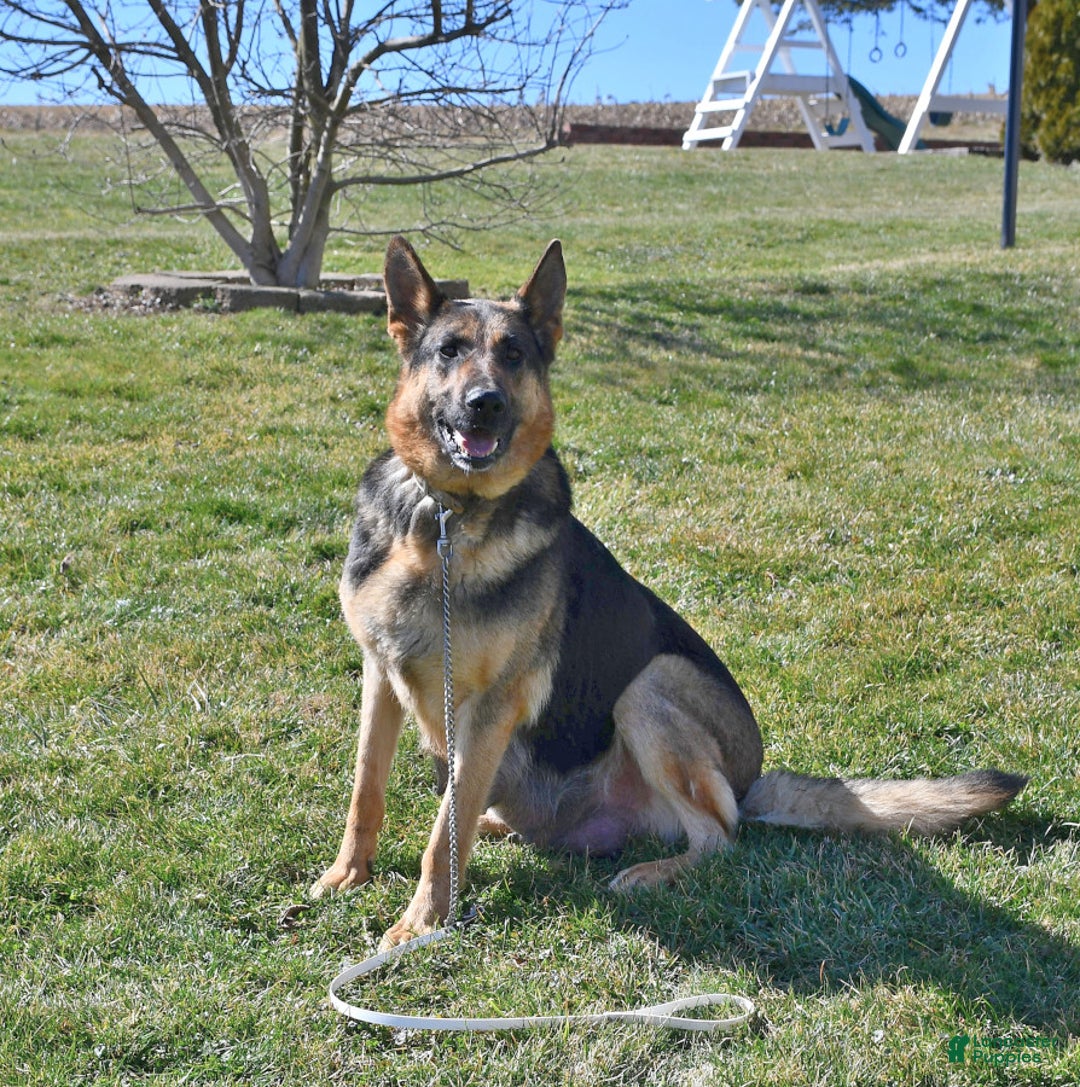 German Shepherd dogs for sale: Kelsey - Image 6