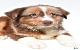Miniature Australian Shepherd dogs for sale: Toby - Image 8