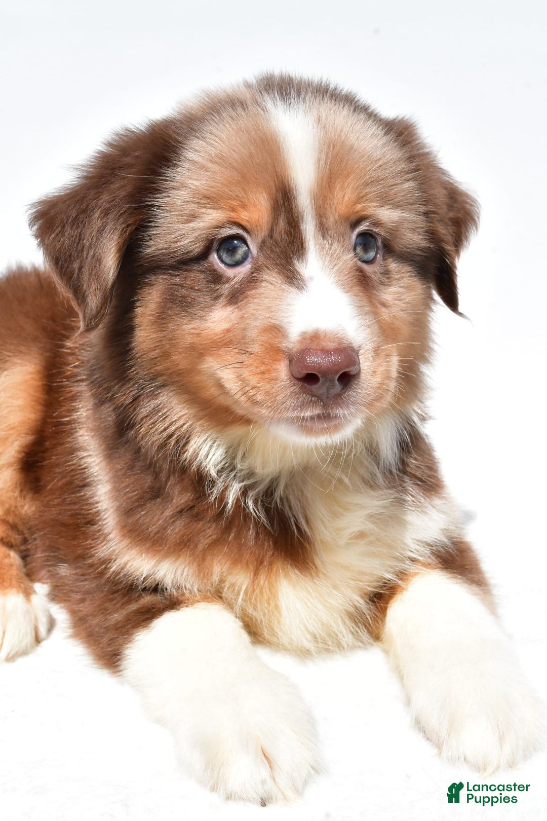 Miniature Australian Shepherd dogs for sale: Toby - Image 8