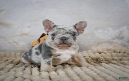French Bulldog dogs for sale: Raven - Image 7