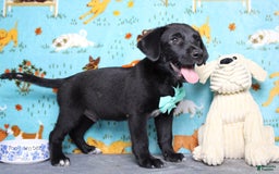 Labrador Retriever dogs for sale: Obsidian - Image 23