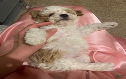 Miniature Poodle dogs for sale: May - Image 10