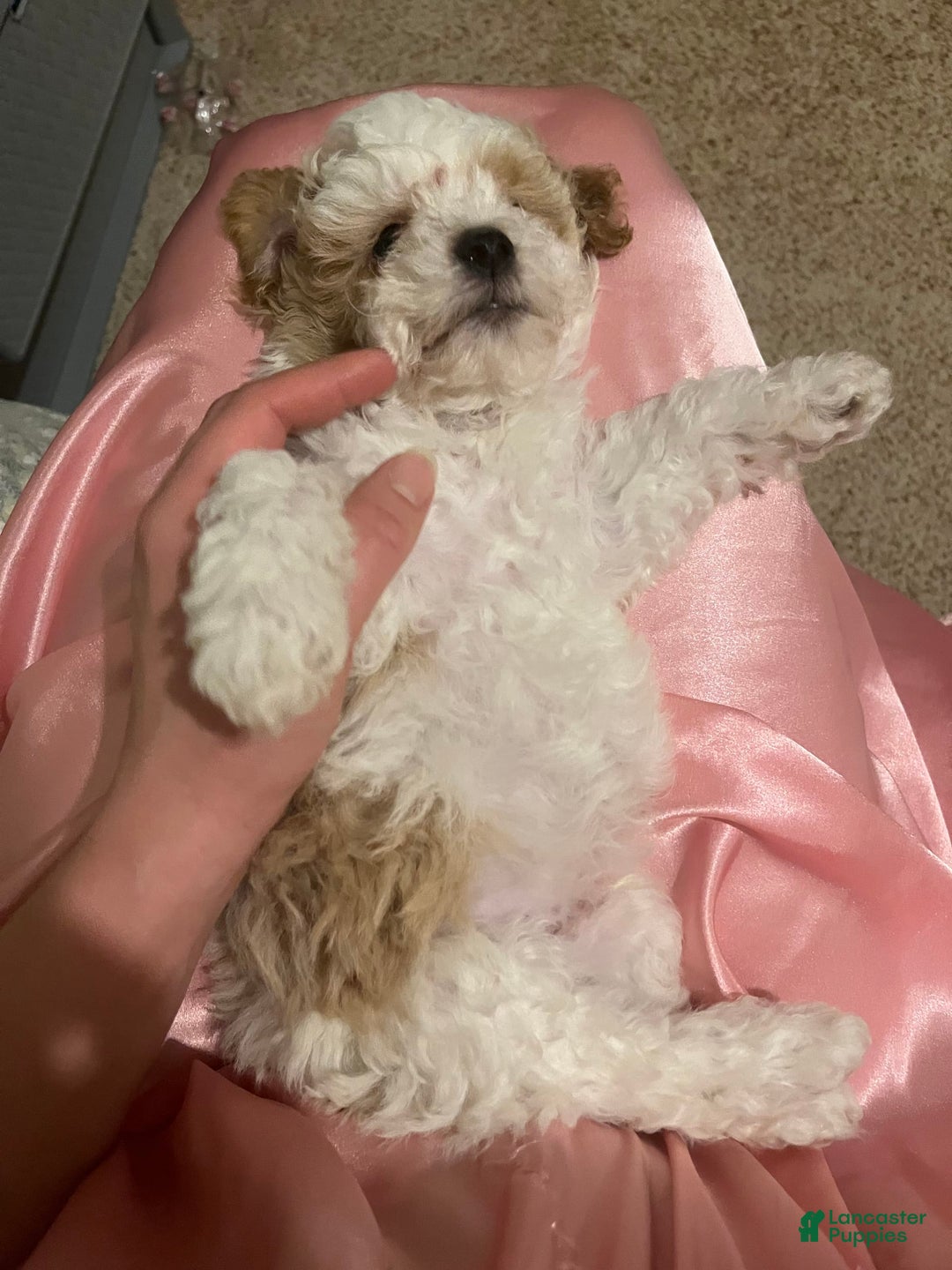 Miniature Poodle dogs for sale: May - Image 10