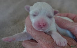 Maltese dogs for sale: Tinker - Image 5