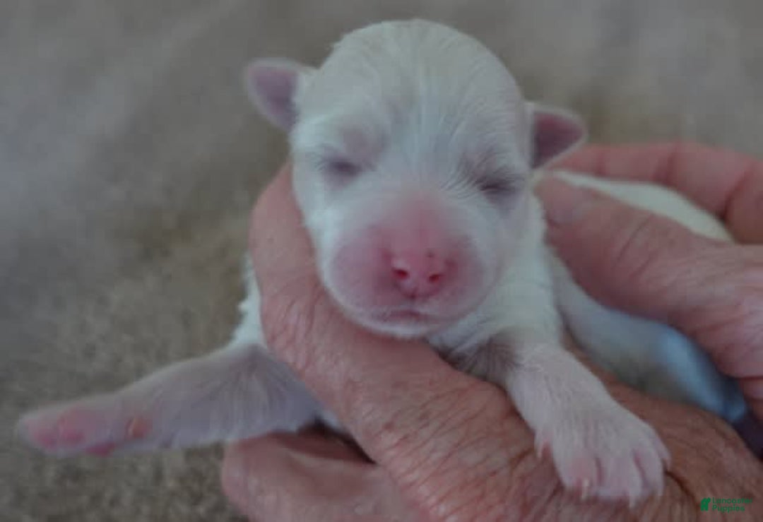 Maltese dogs for sale: Tinker - Image 5