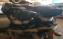German Shepherd dogs for sale: Frankie - Image 3