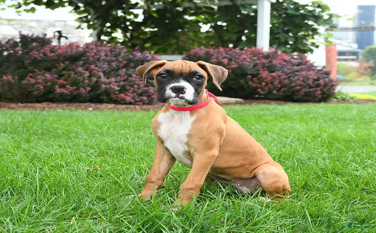 Boxer dogs for sale - Ad 2