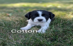 English Springer Spaniel dogs for sale: Cotton - Image 1
