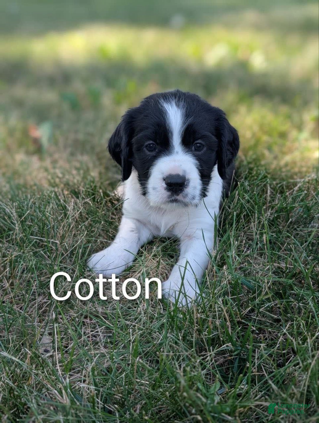 English Springer Spaniel dogs for sale: Cotton - Image 1