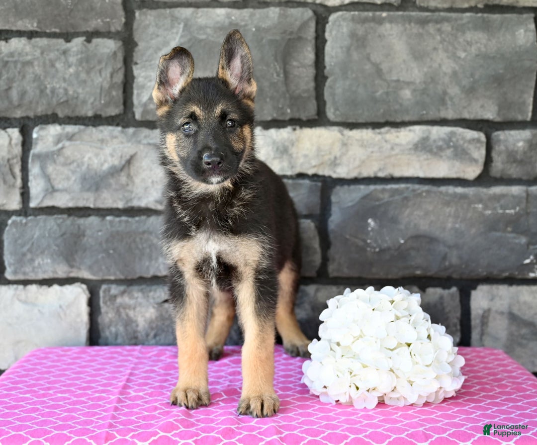 German Shepherd dogs for sale: Melody - Image 1