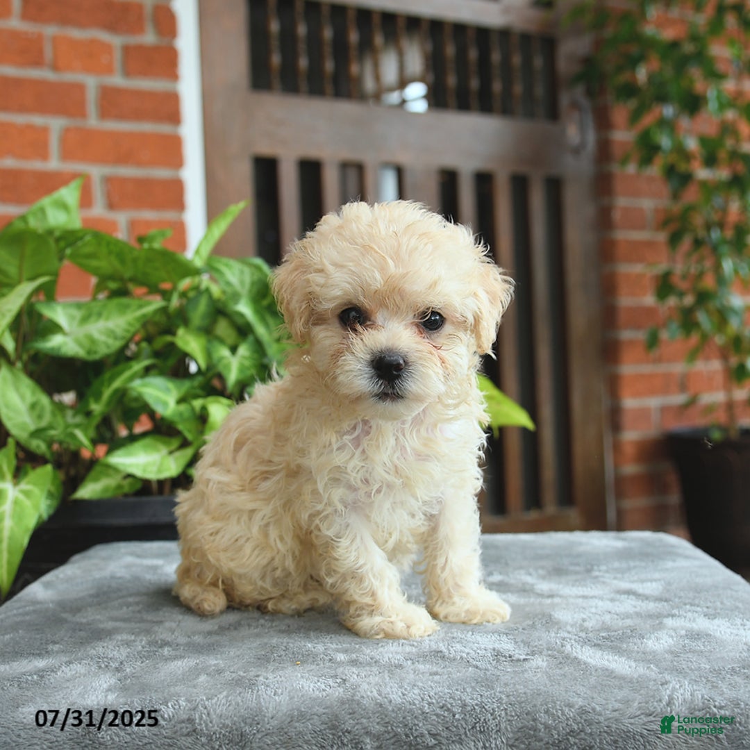 Havapoo dogs for sale: Goldie - Image 2