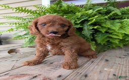 Mini Goldendoodle dogs for sale: Mini -coner - Image 24