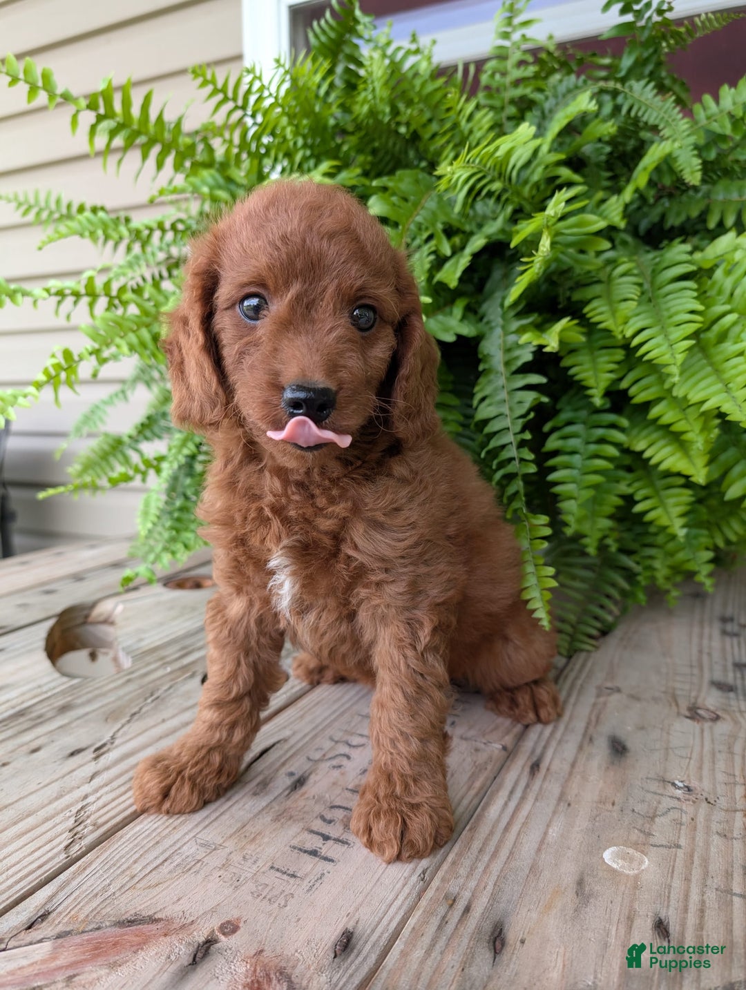 Mini Goldendoodle dogs for sale: Mini -coner - Image 24