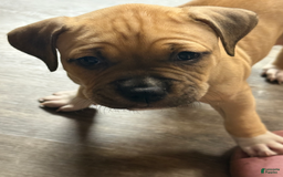 American Pit Bull Terrier dogs for sale: Pincess - Image 1