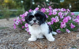 Shih Tzu dogs for sale: Rosie - Image 3