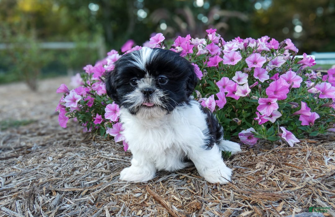 Shih Tzu dogs for sale: Rosie - Image 3