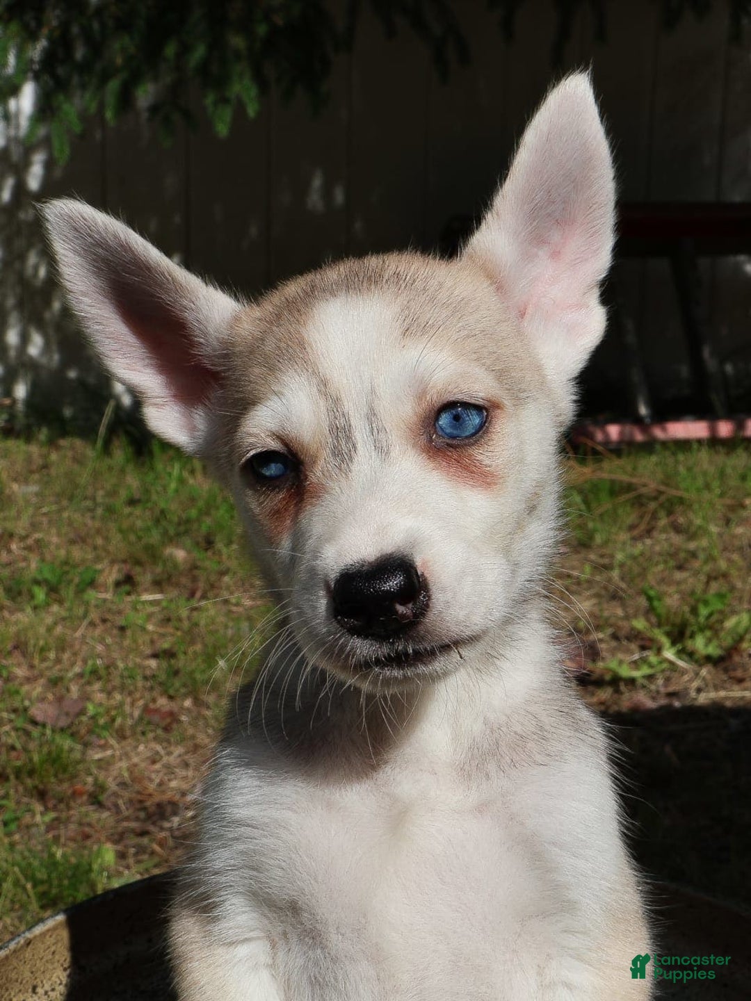 Gerberian Shepsky dogs for sale: Willy - Image 8