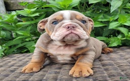 English Bulldog dogs for sale: Lexie - Image 12