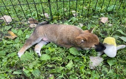 Shiba Inu dogs for sale: Hootch - Image 4