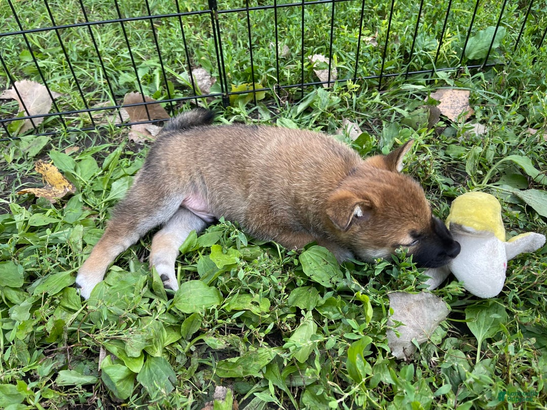 Shiba Inu dogs for sale: Hootch - Image 4