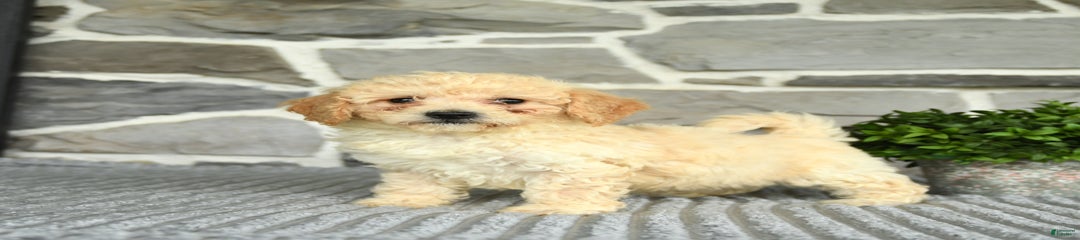 Victor