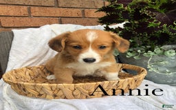 Welsh Corgi Pembroke dogs for sale: Annie - Image 4