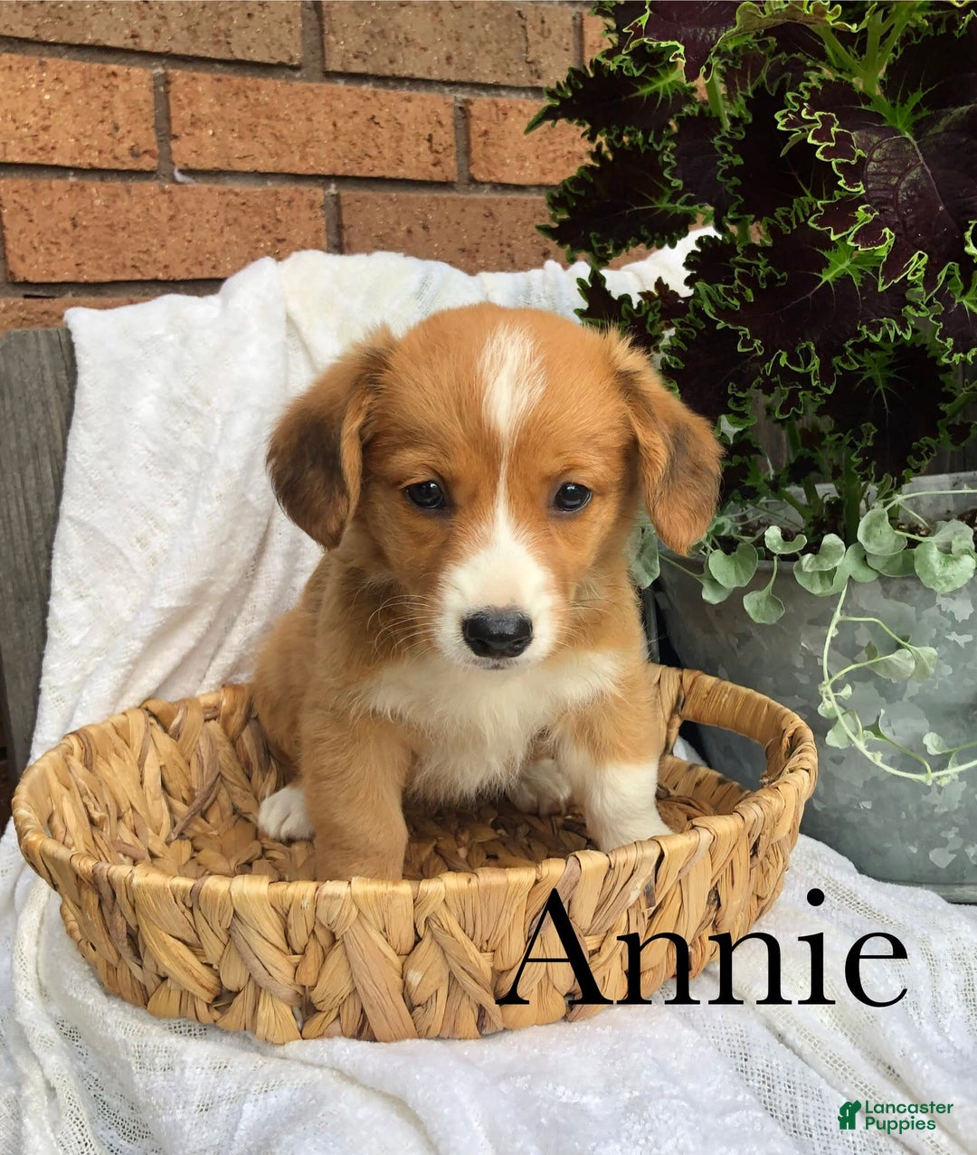 Welsh Corgi Pembroke dogs for sale: Annie - Image 4