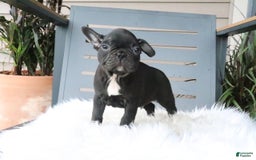 Frenchton dogs for sale: Ollie - Image 2