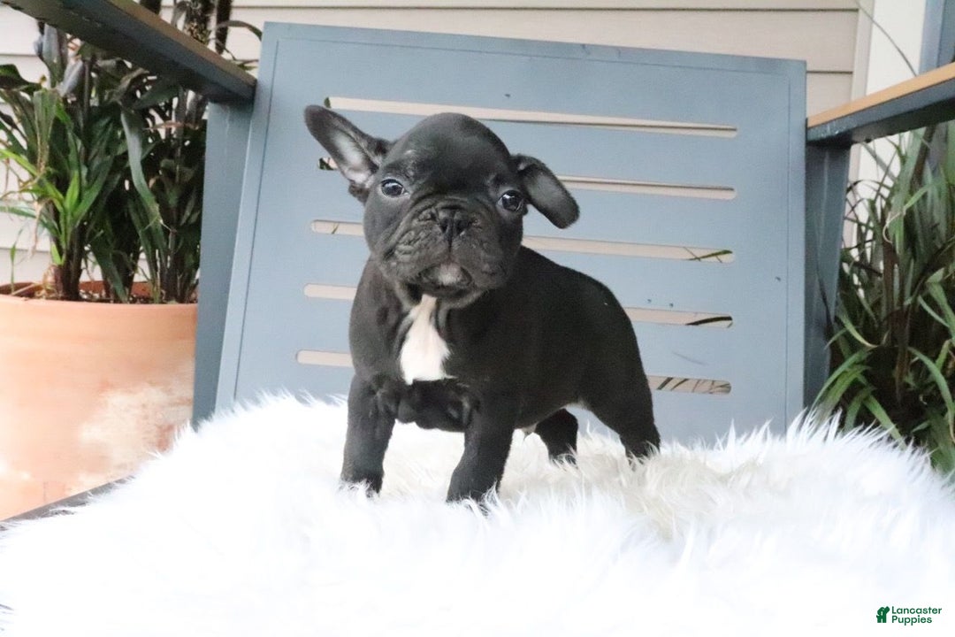 Frenchton dogs for sale: Ollie - Image 2