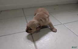 Golden Retriever dogs for sale: Leo - Image 11