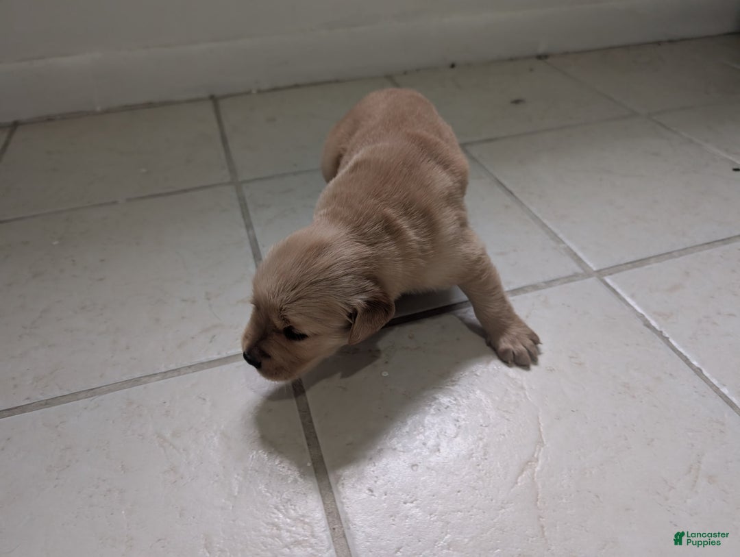 Golden Retriever dogs for sale: Leo - Image 11