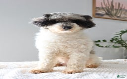 Toy Poodle dogs for sale: Grant - Image 6