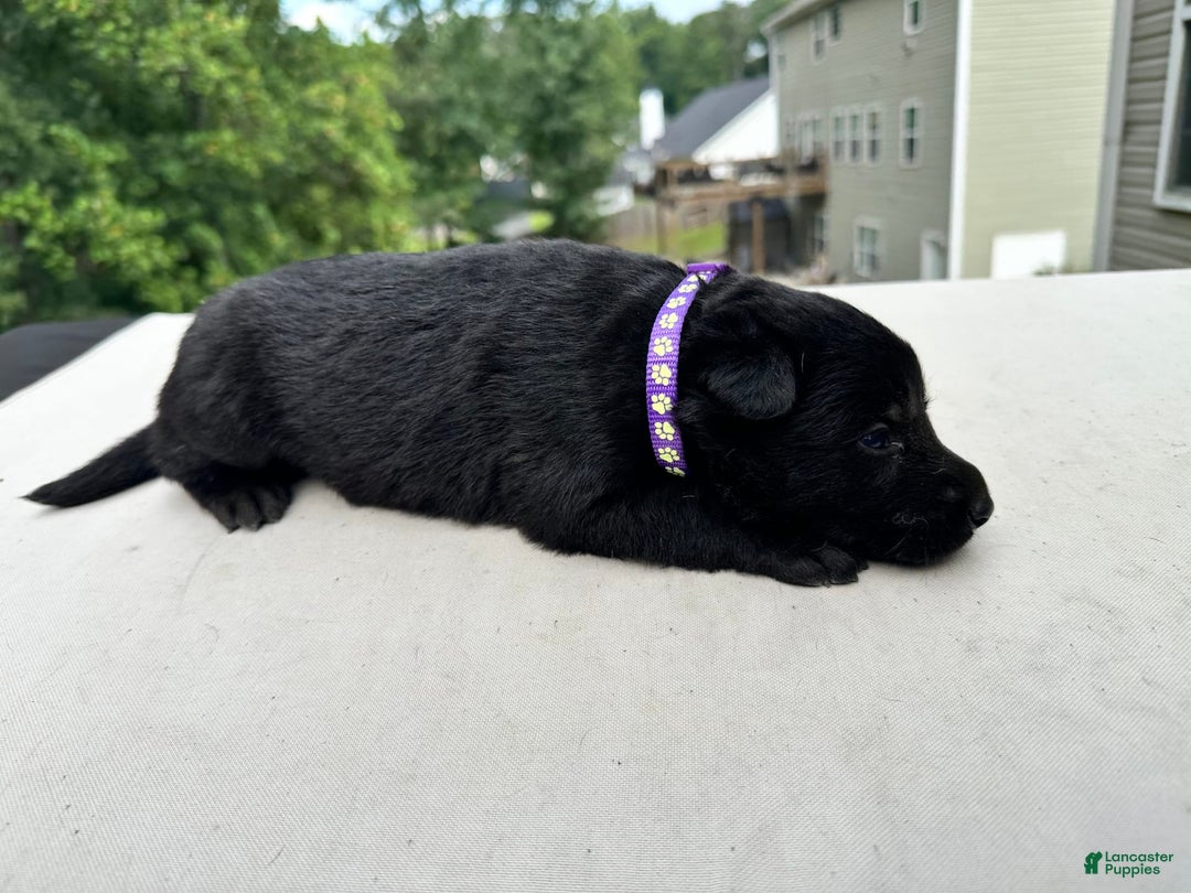 German Shepherd dogs for sale: Solid Black Female - Image 1