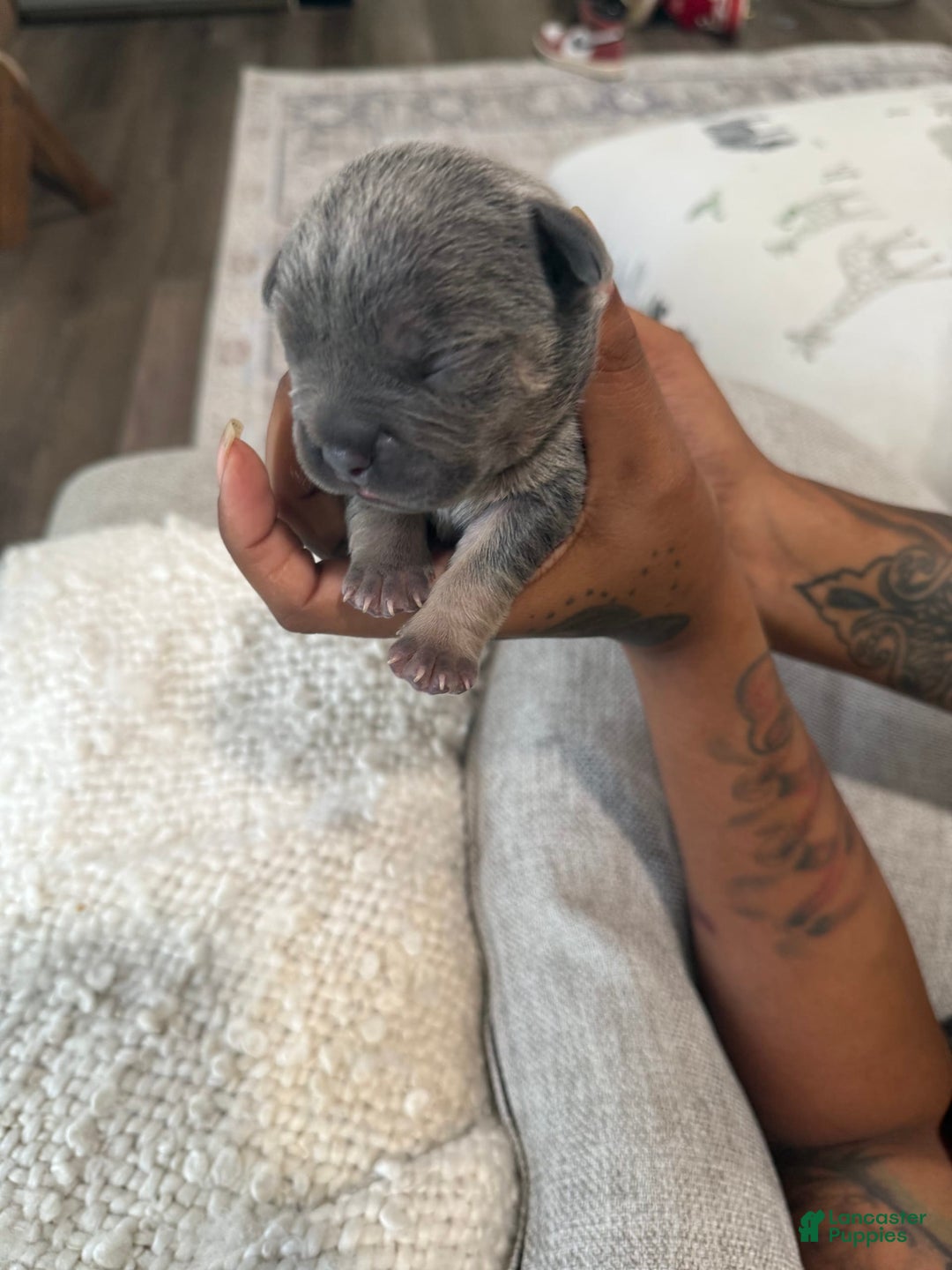 French Bulldog dogs for sale: Bear - Image 7