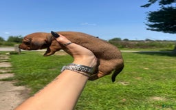 Dachshund dogs for sale: Brittney - Image 2