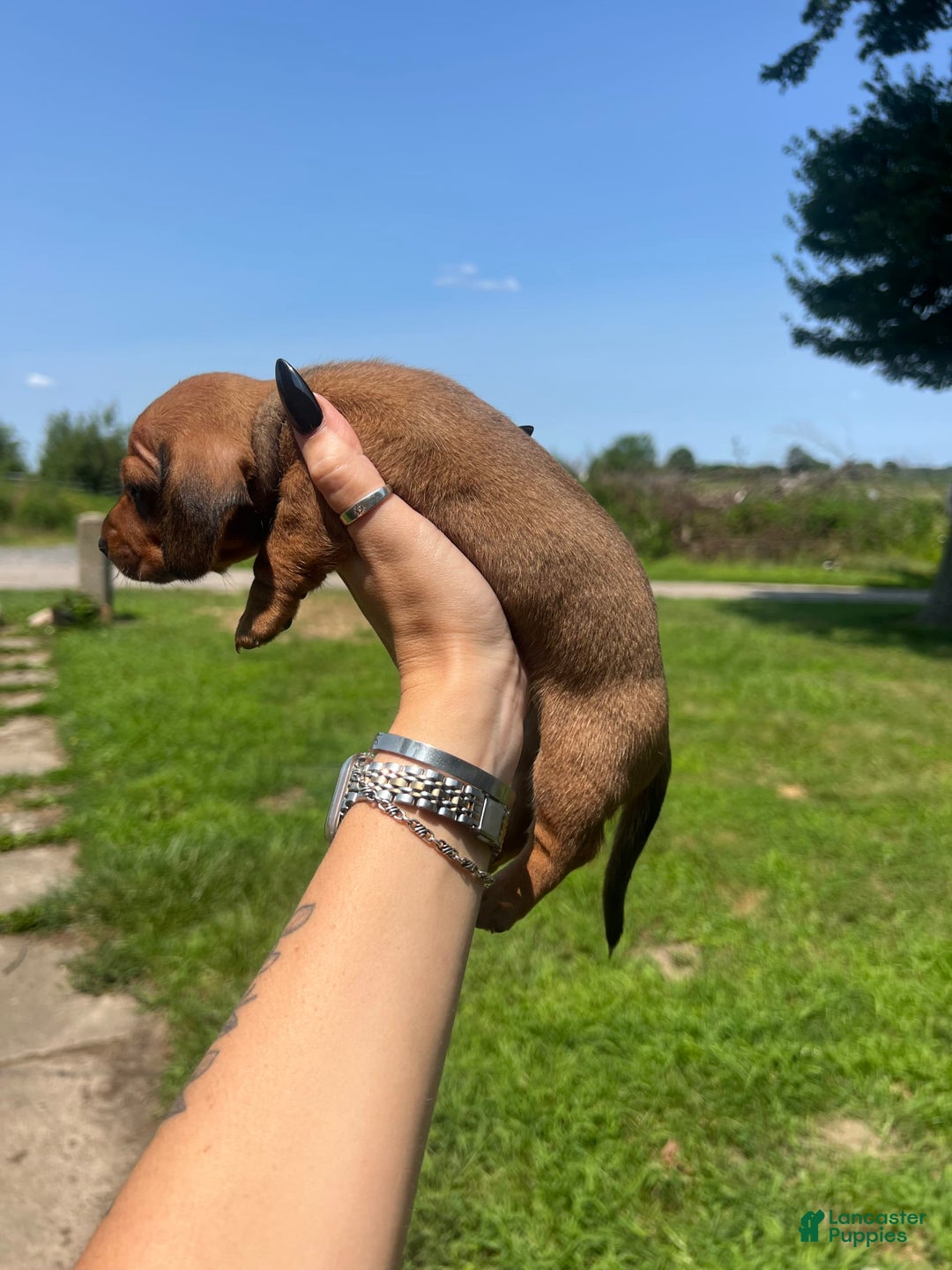 Dachshund dogs for sale: Brittney - Image 2