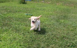 Golden Retriever dogs for sale: Eight Oclock - Image 1