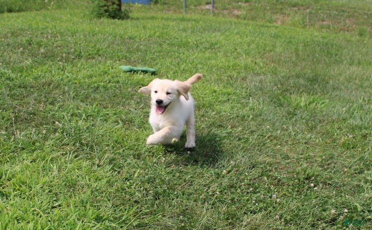 Golden Retriever dogs for sale - Ad 3