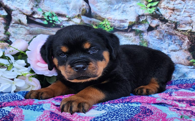 Rottweiler dogs - Advert 35