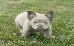 French Bulldog dogs for sale: Rusty - Image 14