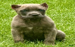 Cane Corso dogs for sale: Brynn - Image 4