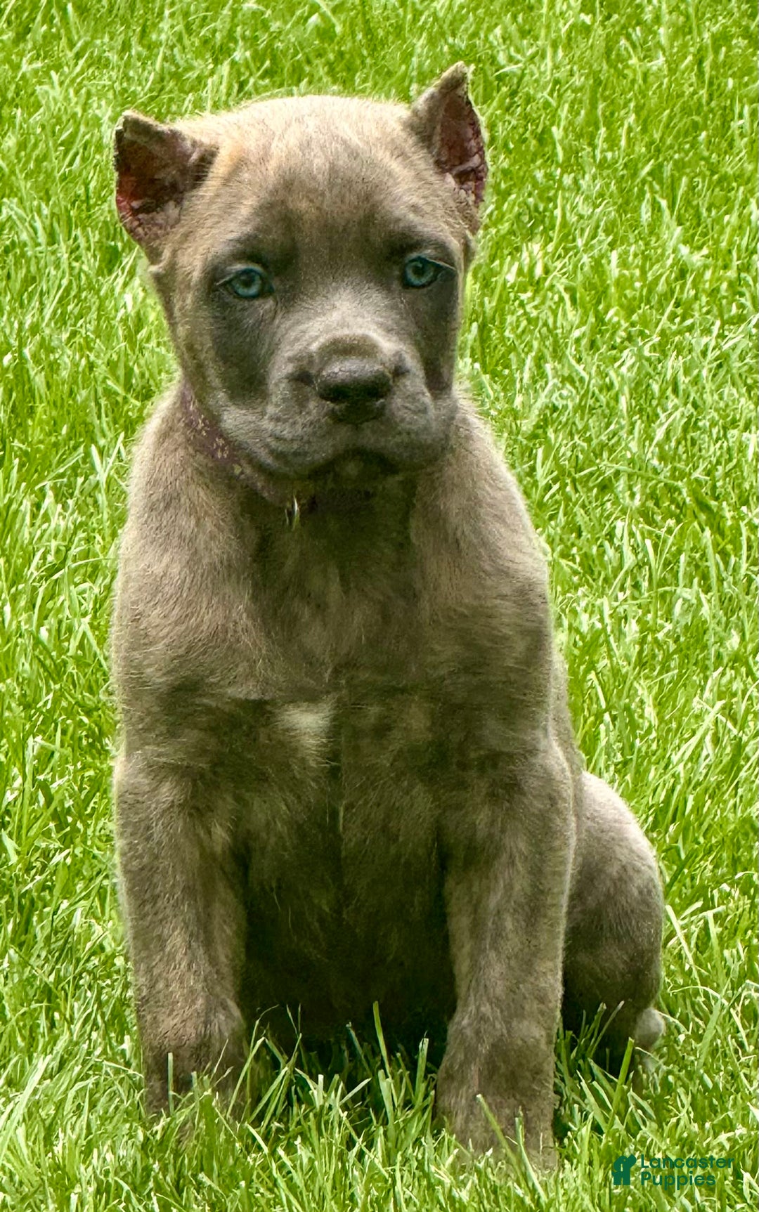 Cane Corso dogs for sale: Brynn - Image 4
