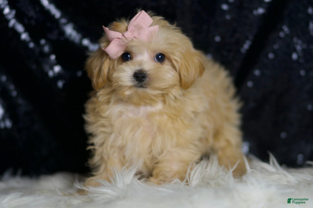 Maltipoo dogs for sale: Maltipoo 4 puppies - Image 2