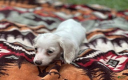 Miniature Dachshund dogs for sale: Marshmallow - Image 4